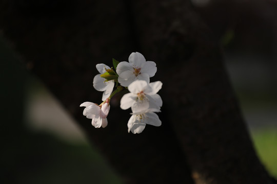 一枝独秀樱花