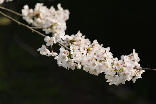 一束樱花