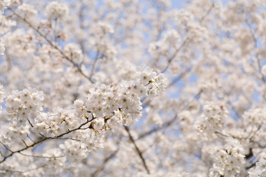 一片樱花