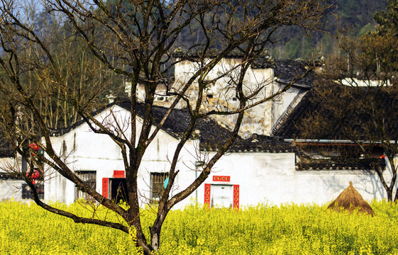 油菜花里有人家