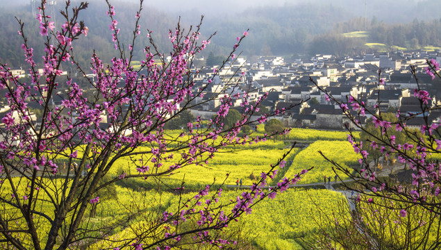 春天油菜花