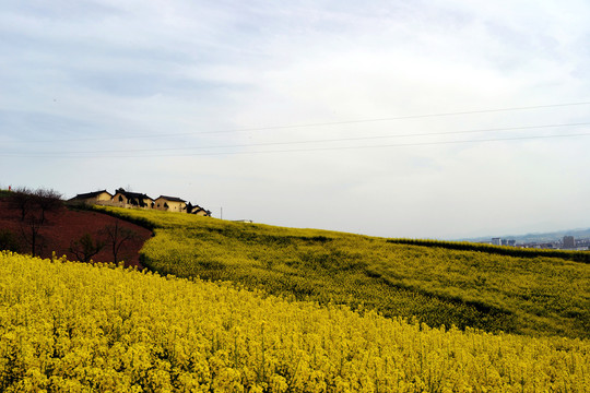 美丽乡村之油菜花海