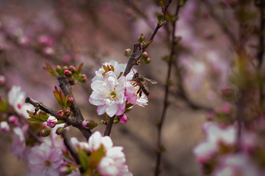 榆叶梅花朵蜜蜂特写