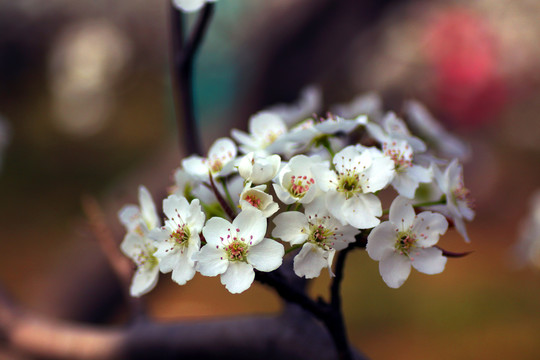 樱桃花