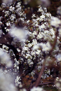 樱桃花