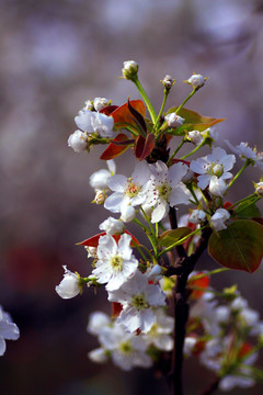 樱桃花