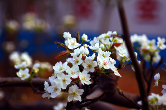 樱桃花