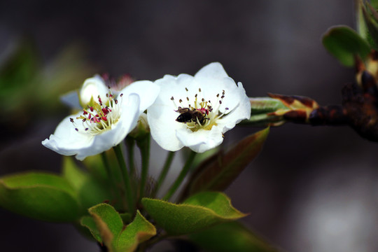 樱桃花