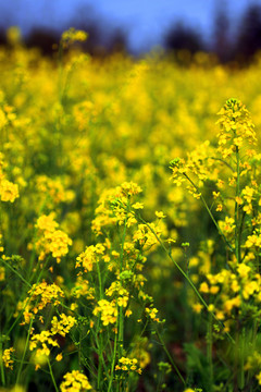 油菜花
