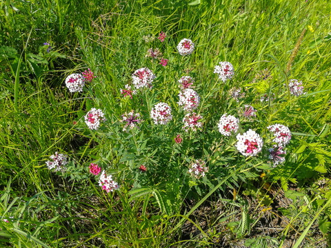 野生狼毒花