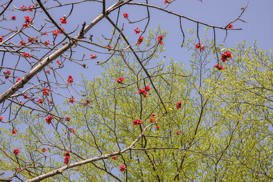 木棉花