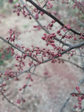 木瓜花