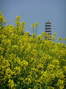 油菜花