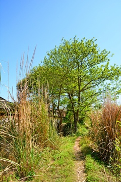 乡村风景