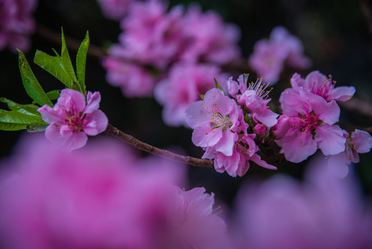 桃花