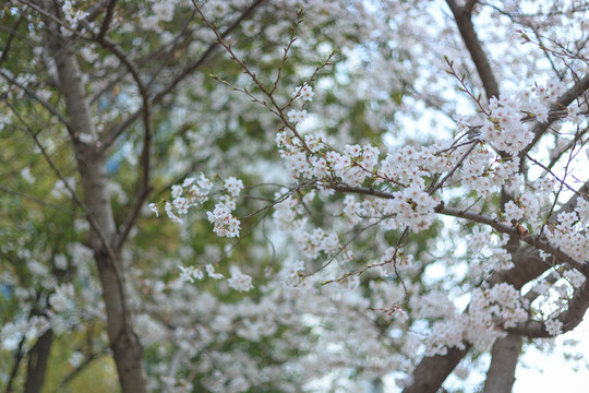 上海同济大学春季樱花