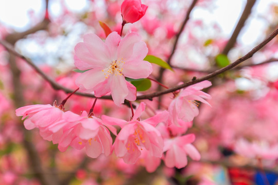 上海人民公园春季樱花