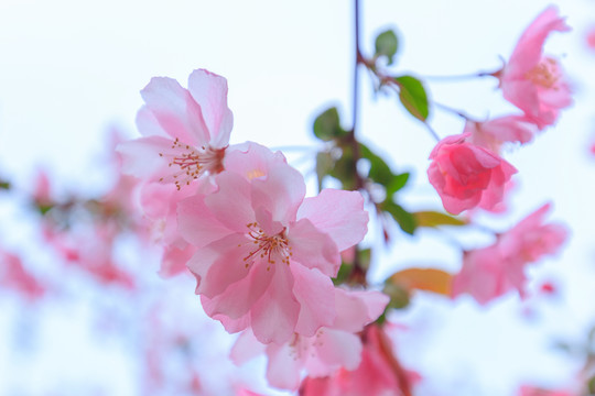 上海人民公园春季樱花