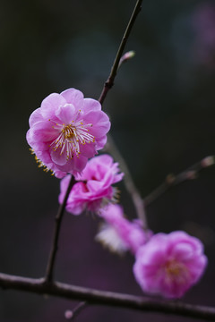 三月桃花开