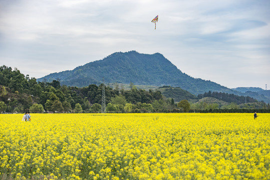 花田风光