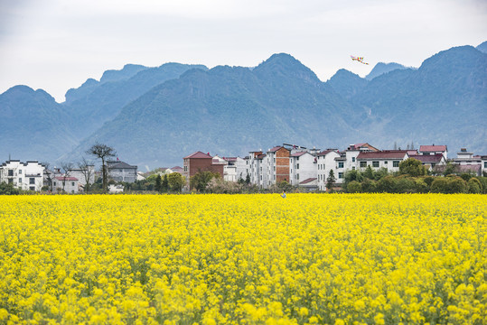 油菜花田风光