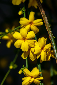 迎春花