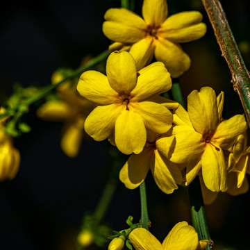 迎春花