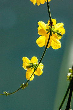 迎春花