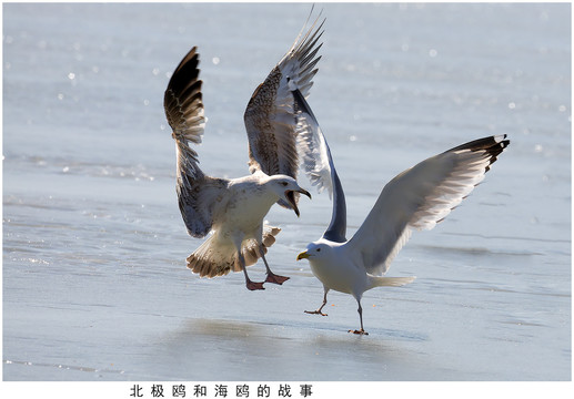 海鸥