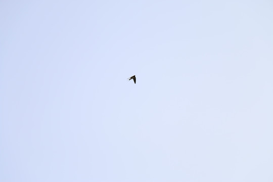 飞翔的燕子