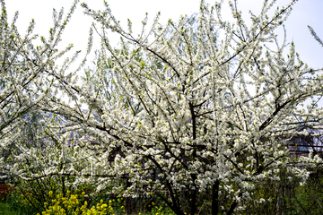 李子花