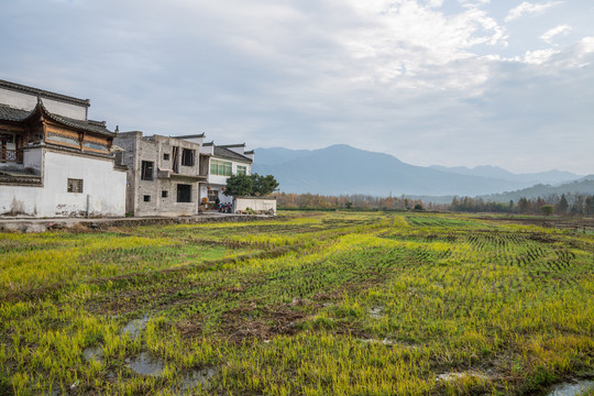 草坪