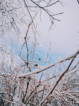 雪