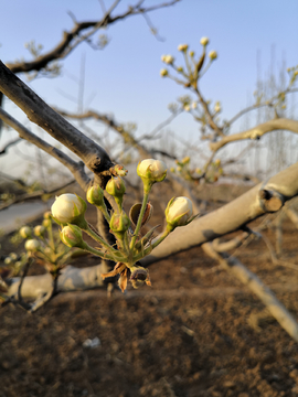 梨树花苞