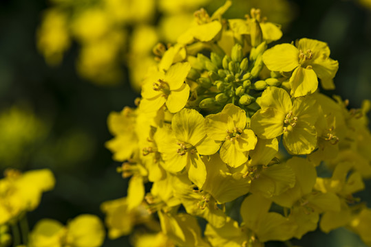 油菜花