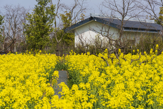 油菜田