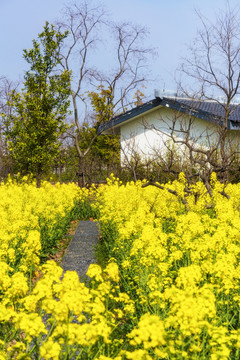 油菜田