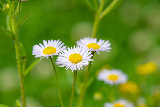 野菊花