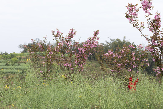 陌上樱花