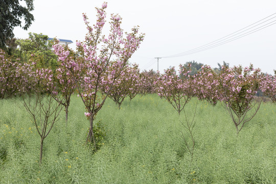 陌上樱花