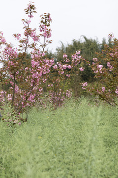 陌上樱花