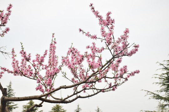 桃花摄影