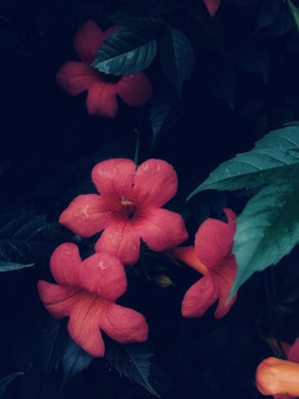 木棉花