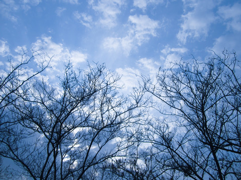 蓝天下的树枝剪影