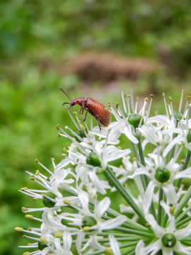 花上的小甲虫