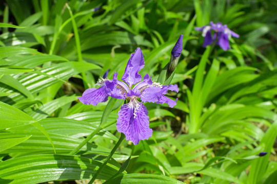 鸢尾花