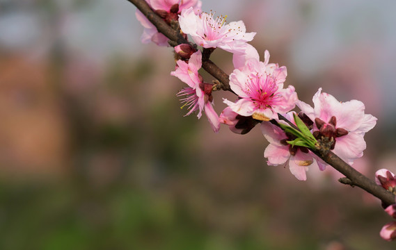 梅花