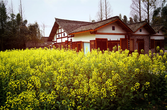 油菜花农舍