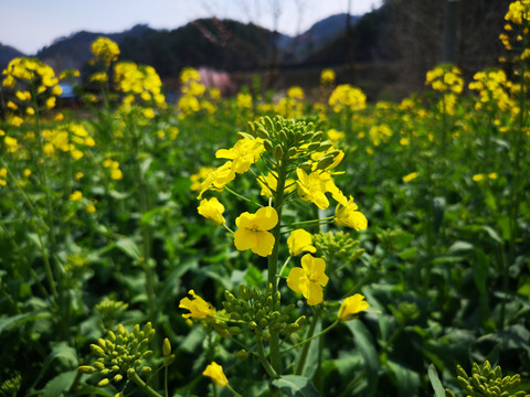 油菜花