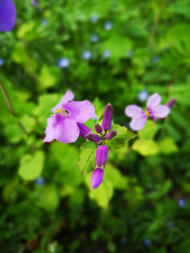 诸葛菜
